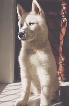 a small white dog standing on top of a floor next to a window sill