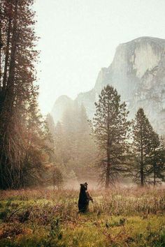 a person standing in the middle of a field with trees and mountains in the background