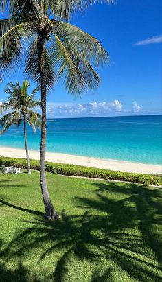 palm trees on the beach with blue water in the background and green grass around them