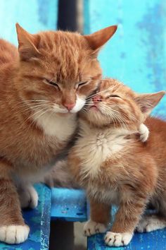 two kittens cuddling together on a blue chair