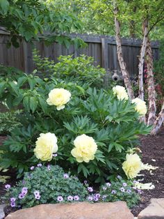 some yellow flowers are growing in the garden