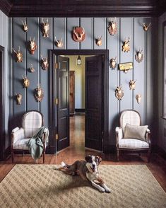 a dog laying on the floor in front of two chairs and deer heads mounted to the wall