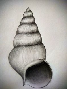 a pencil drawing of a sea shell