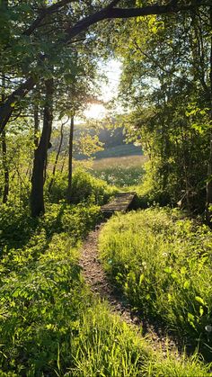 the sun is shining through the trees and grass