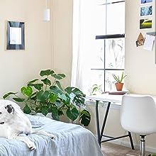 a white dog laying on top of a bed next to a desk and chair in a bedroom