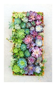 an arrangement of succulents and other plants are arranged in a rectangle