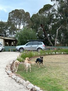 three dogs are standing in the grass near a house and cars parked on the side of the road