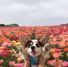 a person holding a dog in a field of flowers