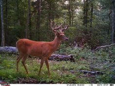 a deer standing in the middle of a forest