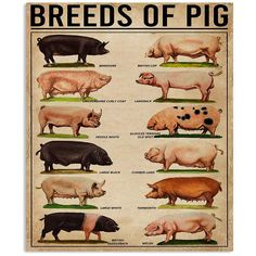 a poster with different types of pigs on it's sides and the words breeds of pig