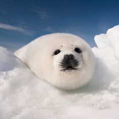 a baby seal laying in the snow on top of some snowbanks and looking at the camera