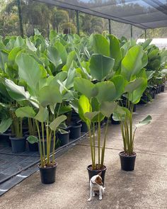 there is a small dog that is standing in the middle of some potted plants