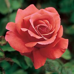 a red rose with green leaves in the background