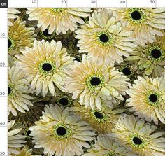 a large group of white and yellow flowers with green centers on the petals are shown