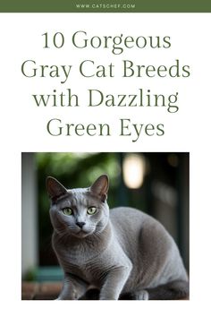 Explore the enchanting world of gray cats with mesmerizing green eyes. These feline beauties are not just a delight to the eyes but also possess charming personalities that make them wonderful companions. Whether you’re a cat lover or just curious, join us as we delve into these stunning breeds’ captivating characteristics and unique features.


#catschef #cat #cats #kitten #kittens #catlover #catlovers #catlife #catoftheday #meow #pets #cute #love