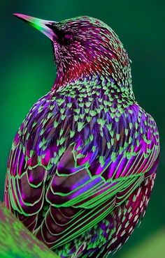 a colorful bird sitting on top of a green leaf