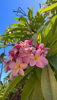 pink and yellow flowers are growing on the tree