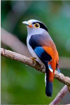 a colorful bird sitting on top of a tree branch