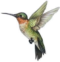 a drawing of a hummingbird flying in the air