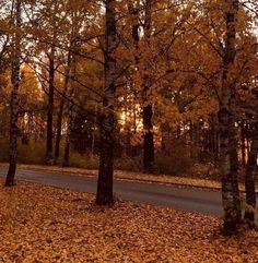 trees with yellow leaves on the ground next to a road