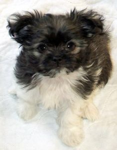 a small black and white dog sitting on top of a bed