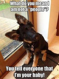 a german shepherd puppy sitting in front of a door looking up at the camera and saying what do you mean i am not a people?