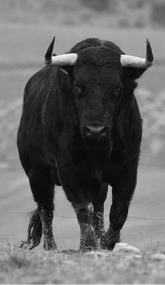 a black and white photo of a bull with horns