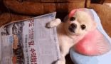 a small white dog sitting on top of a couch next to a pile of newspapers