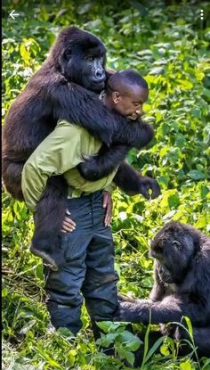 a man is hugging a gorilla in the grass