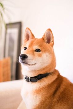 a brown and white dog sitting on top of a bed