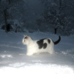 a black and white cat standing in the snow