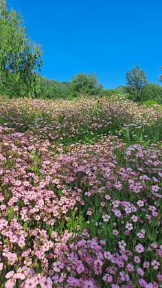 a field filled with lots of purple flowers under a blue cloudless sky and trees