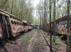 abandoned train cars in the woods with graffiti on them