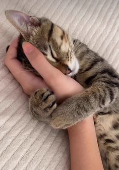 a small kitten sleeping on top of someone's hand with it's paw