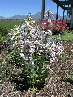 some purple flowers are growing in the dirt and grass next to a building with mountains in the background