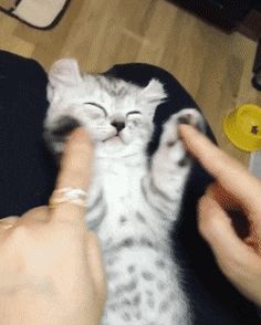 a person petting a small kitten on the floor