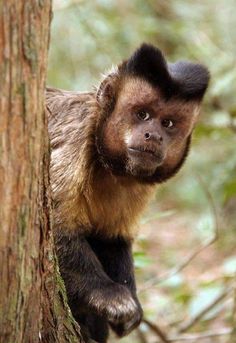 a monkey is climbing up the side of a tree