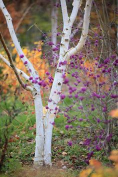 some white trees with purple flowers in the woods