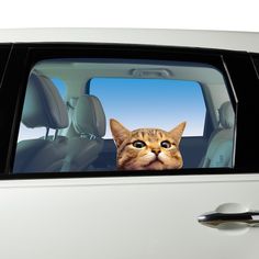 a cat sitting in the back seat of a car with its head out the window