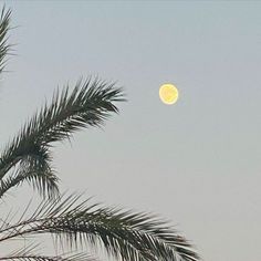 the full moon is seen through the branches of a palm tree in front of a blue sky