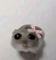 a small hamster with a pink bow on it's head looking at the camera