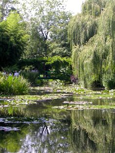 a pond with water lilies and trees in the background