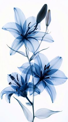 two blue flowers are shown against a white background