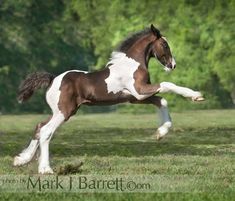 a brown and white horse galloping in the grass with trees in the back ground