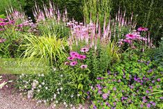 a garden filled with lots of different types of flowers