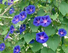 blue flowers are blooming on the vine