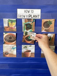 a hand is holding up photos of plants and seed packets on a bulletin board that says how to grow a plant