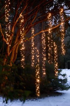 some lights hanging from the branches of a tree