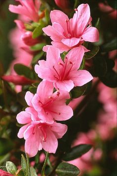 pink flowers are blooming in the garden