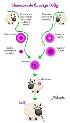 a diagram showing the different types of sheep and their names in english, spanish, and french